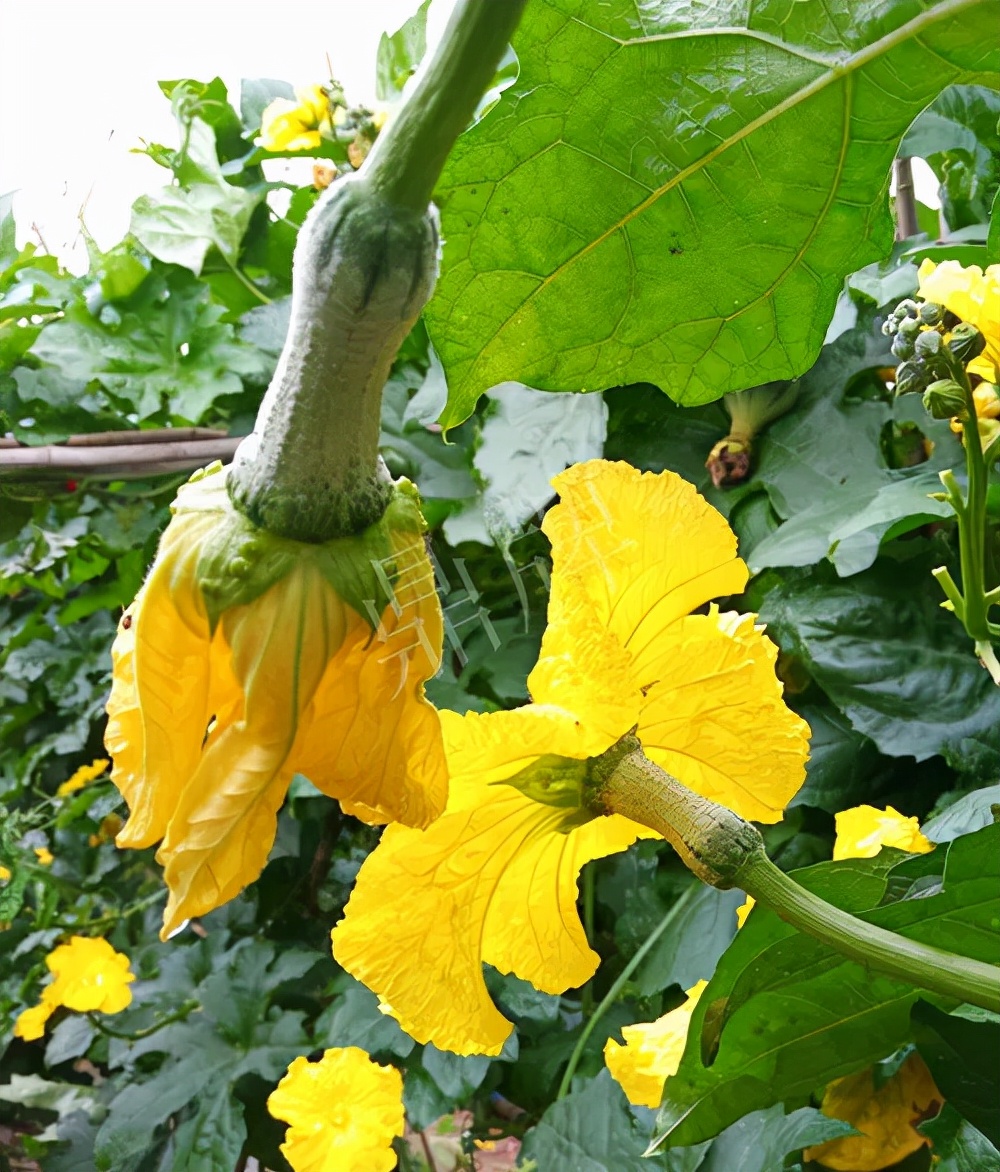 臺州的曾方明試種新品種,畝收入超過6萬元