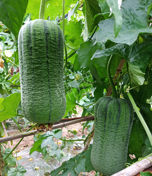 臺州的曾方明試種新品種,畝收入超過6萬元