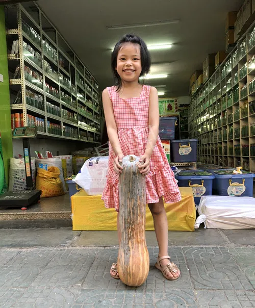 四川農戶今年種“健美蜜本”南瓜產量高,品質好,感覺巴適得很