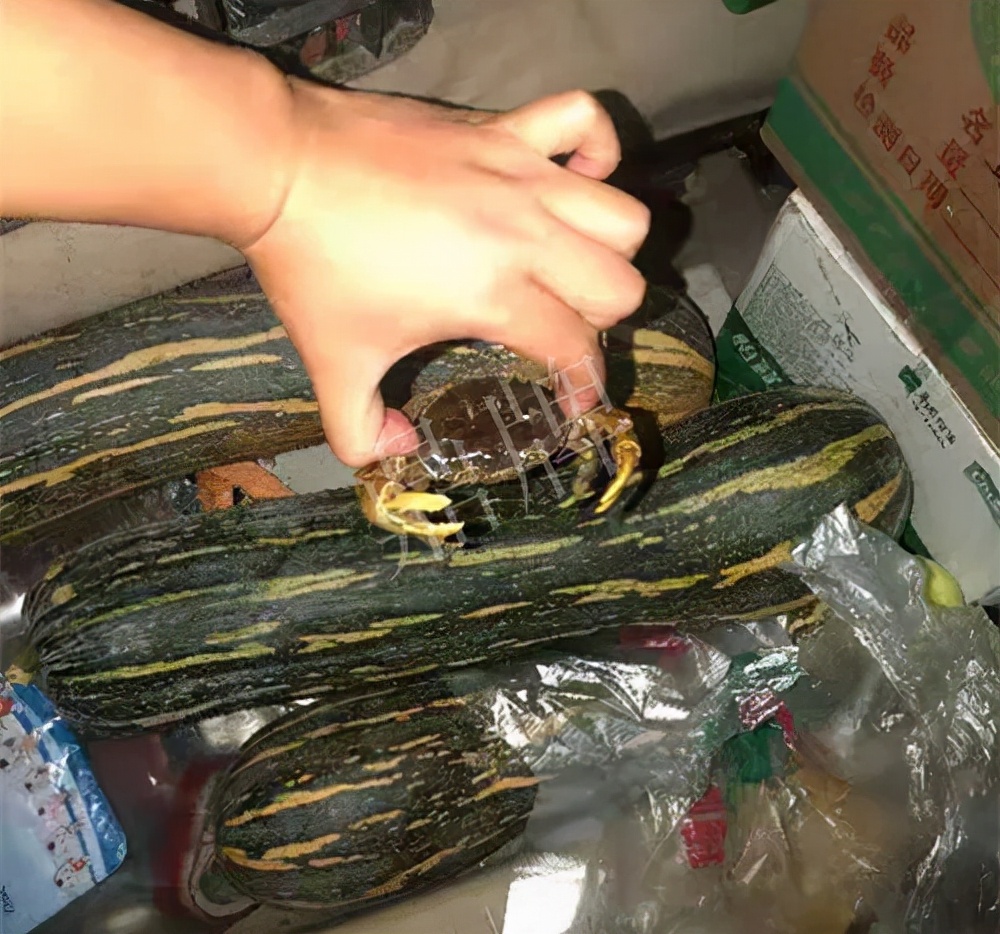 四川農戶今年種“健美蜜本”南瓜產量高,品質好,感覺巴適得很