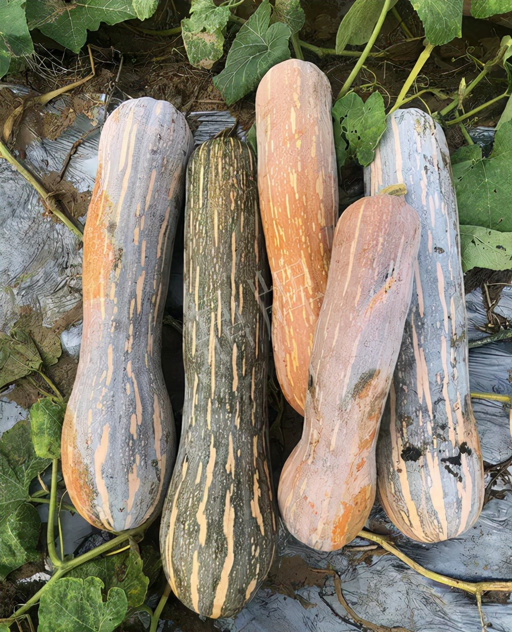 四川農戶今年種“健美蜜本”南瓜產量高,品質好,感覺巴適得很