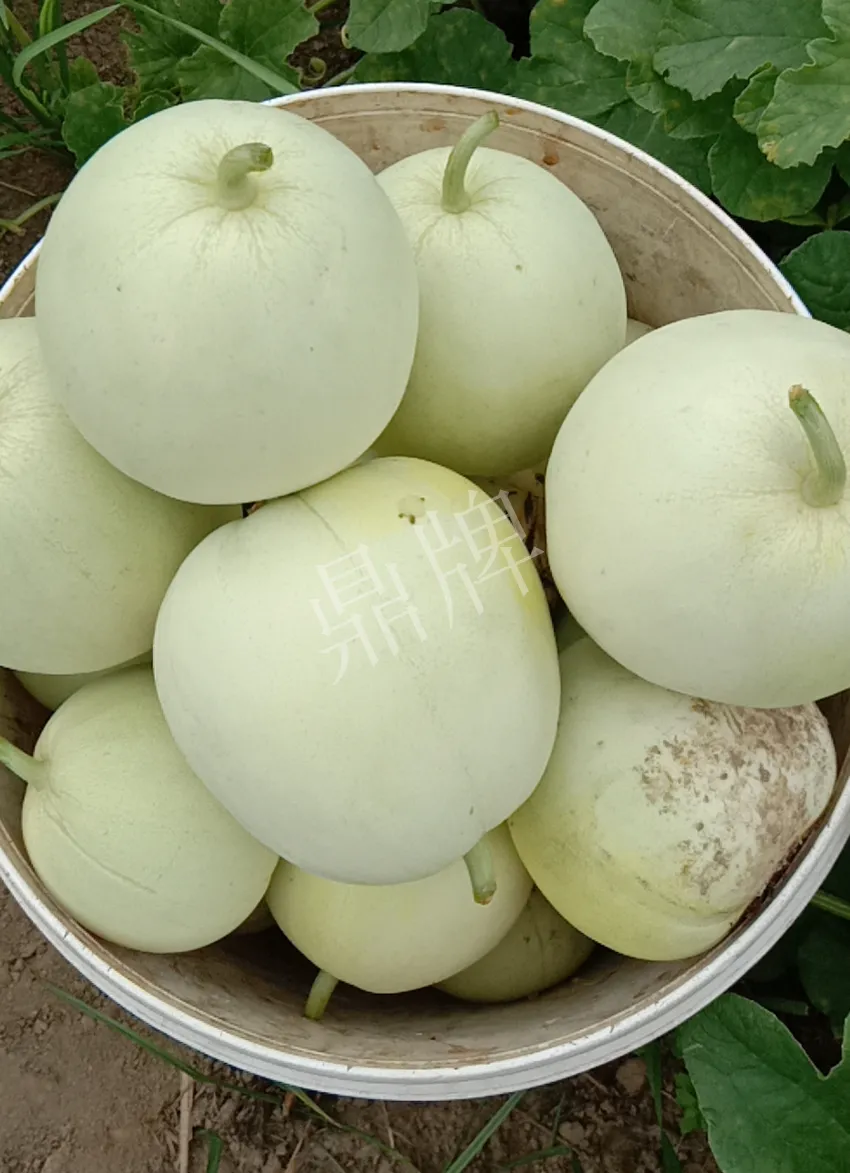 其他品種的甜瓜2塊1斤都賣不動,我的玉奶香2號甜瓜2塊5直接搶