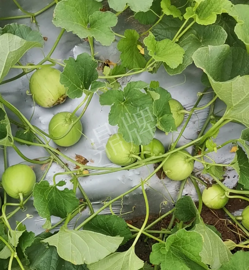 其他品種的甜瓜2塊1斤都賣不動,我的玉奶香2號甜瓜2塊5直接搶