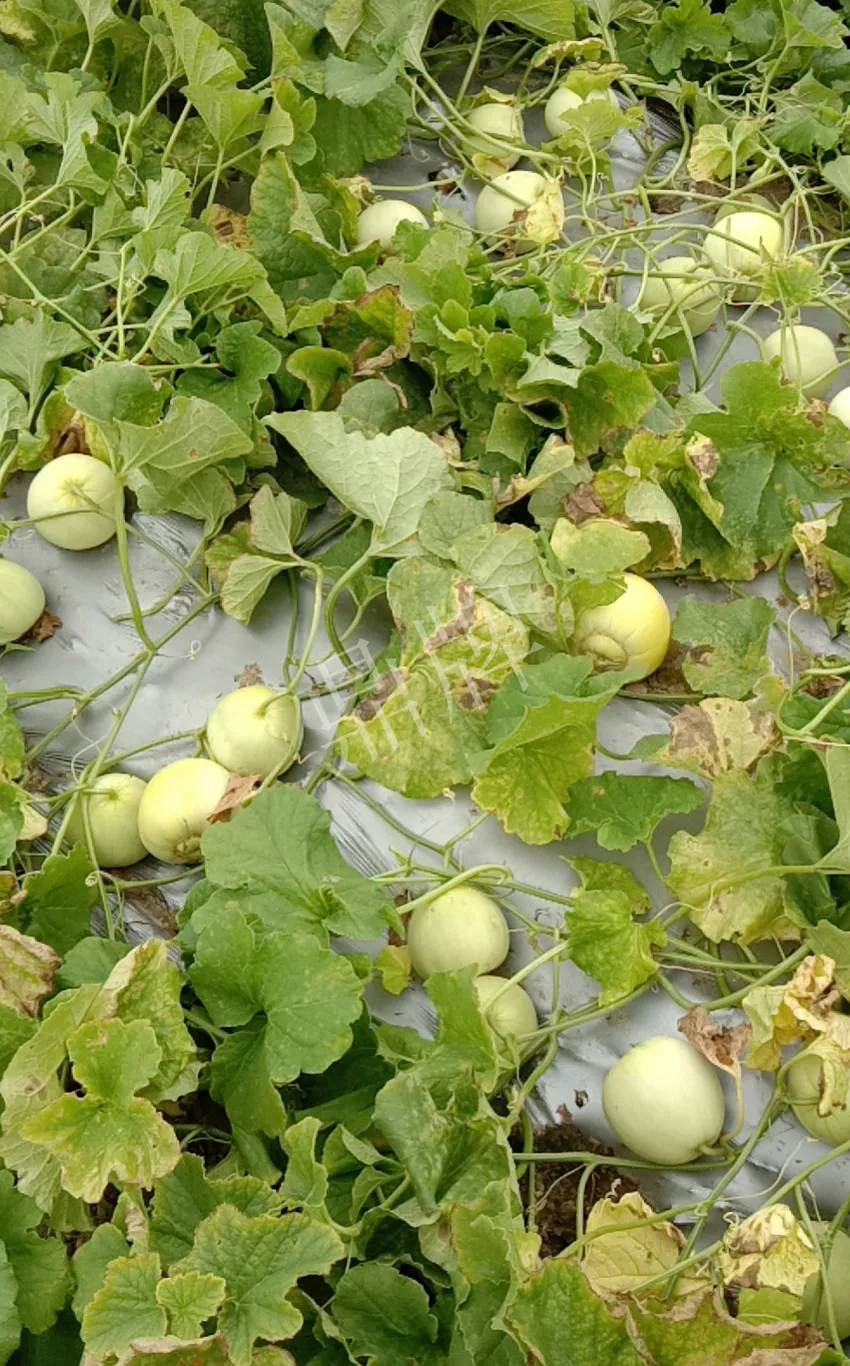 其他品種的甜瓜2塊1斤都賣不動,我的玉奶香2號甜瓜2塊5直接搶