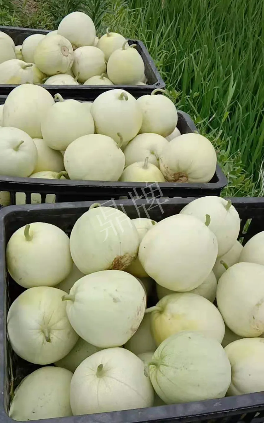 其他品種的甜瓜2塊1斤都賣不動,我的玉奶香2號甜瓜2塊5直接搶