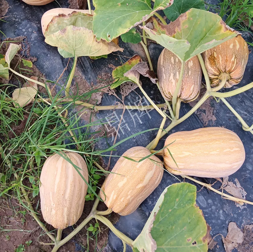 襄陽(yáng)農(nóng)民“押寶”押對(duì)了,這個(gè)品種幫他賺了2倍錢