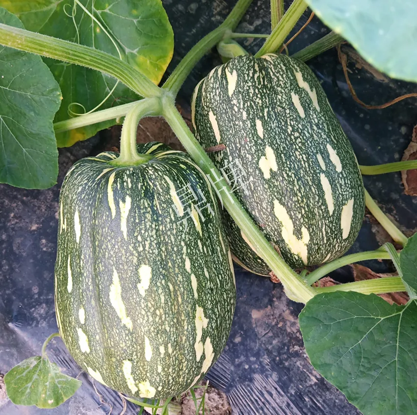 襄陽(yáng)農(nóng)民“押寶”押對(duì)了,這個(gè)品種幫他賺了2倍錢