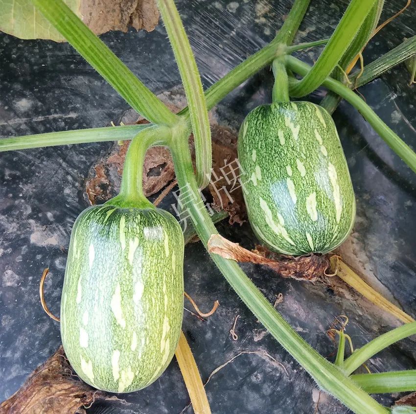 襄陽(yáng)農(nóng)民“押寶”押對(duì)了,這個(gè)品種幫他賺了2倍錢