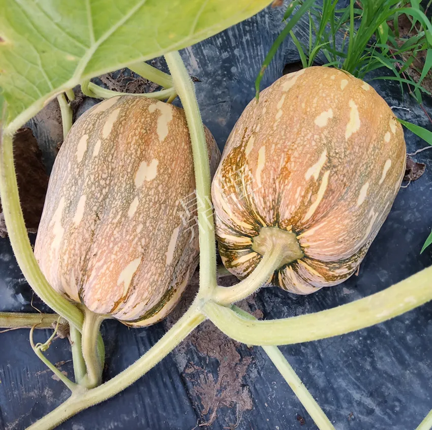 襄陽(yáng)農(nóng)民“押寶”押對(duì)了,這個(gè)品種幫他賺了2倍錢