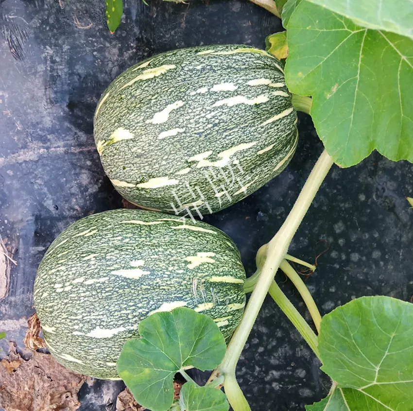 襄陽(yáng)農(nóng)民“押寶”押對(duì)了,這個(gè)品種幫他賺了2倍錢