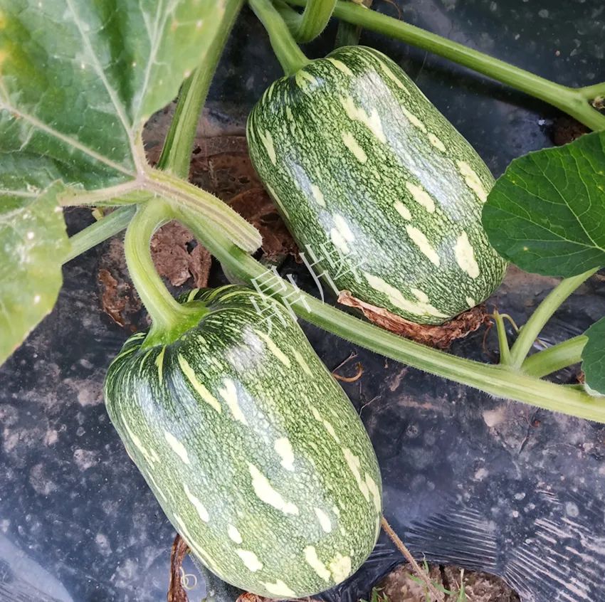 襄陽(yáng)農(nóng)民“押寶”押對(duì)了,這個(gè)品種幫他賺了2倍錢