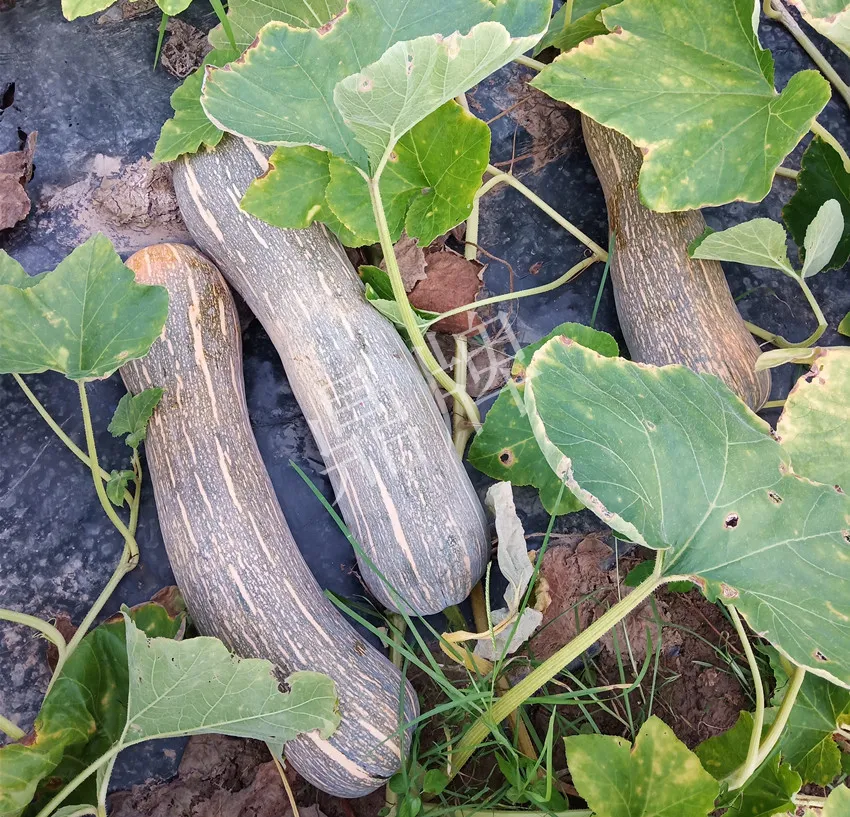 岳陽王大年打工多年,選擇回家種南瓜,今年還增加了50畝地