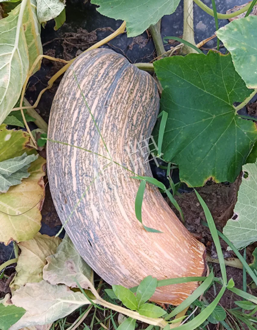 岳陽王大年打工多年,選擇回家種南瓜,今年還增加了50畝地