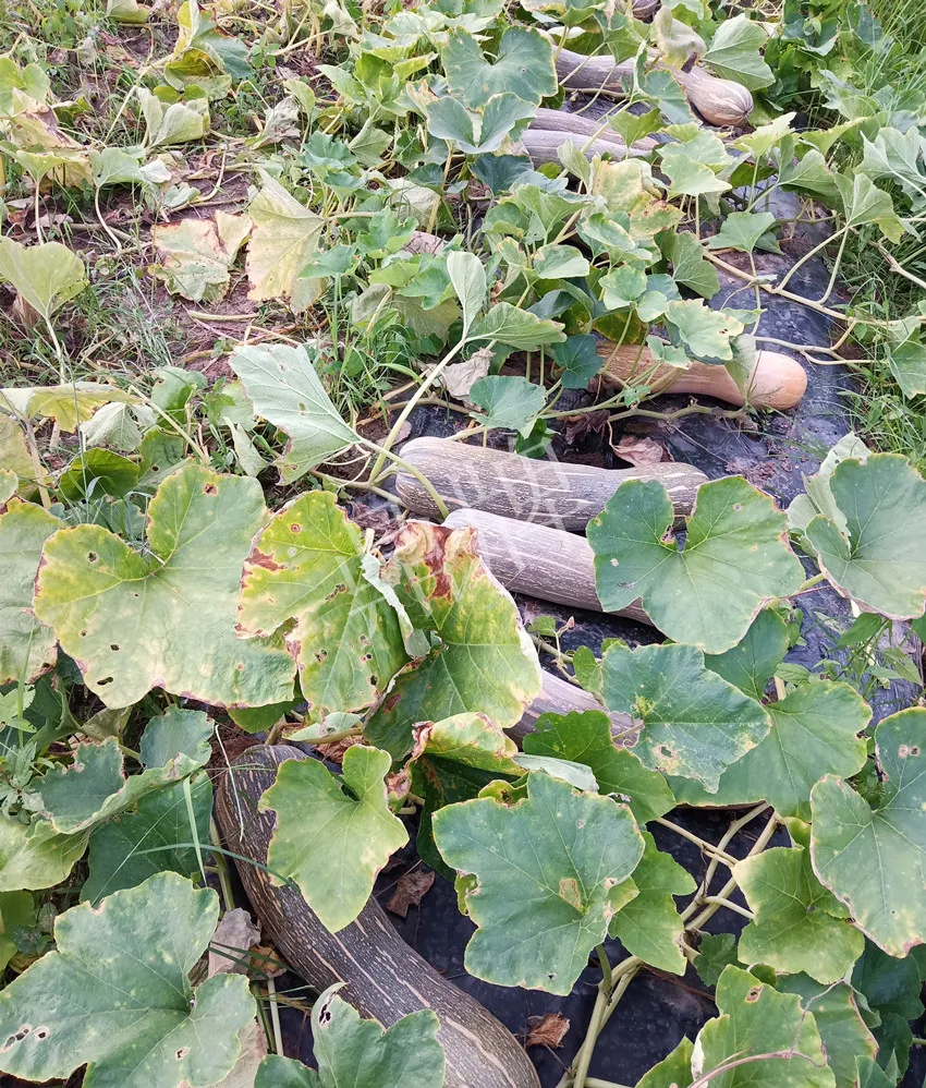 岳陽王大年打工多年,選擇回家種南瓜,今年還增加了50畝地