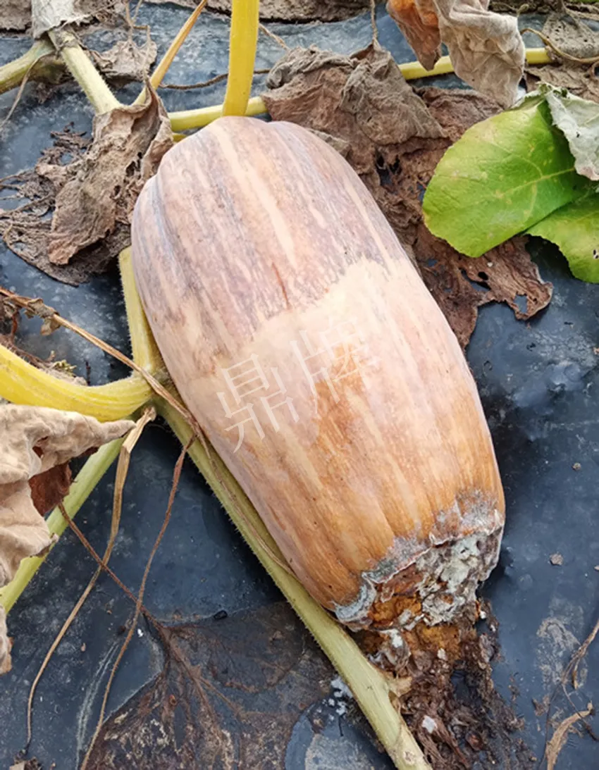 岳陽王大年打工多年,選擇回家種南瓜,今年還增加了50畝地