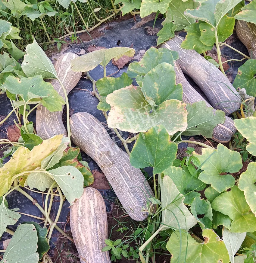 岳陽王大年打工多年,選擇回家種南瓜,今年還增加了50畝地