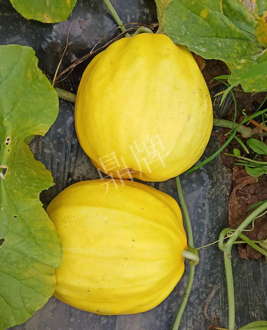 婁底瓜農純賺50萬，我這個“張大膽”榮光了一把