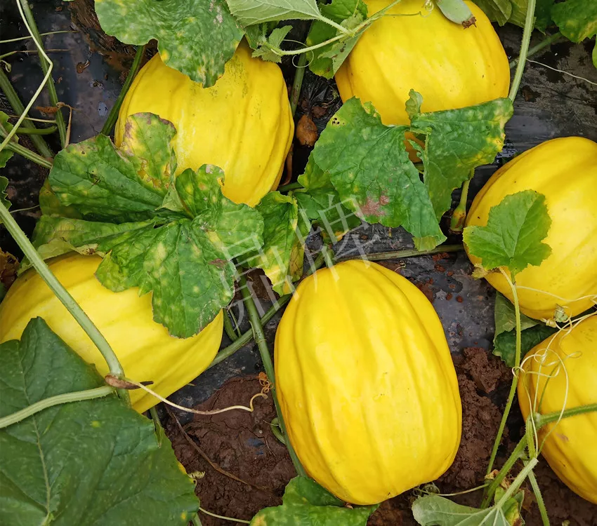 婁底瓜農純賺50萬，我這個“張大膽”榮光了一把