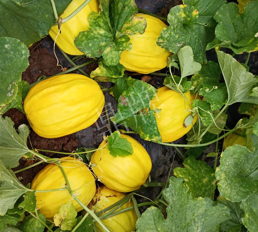 婁底瓜農純賺50萬，我這個“張大膽”榮光了一把