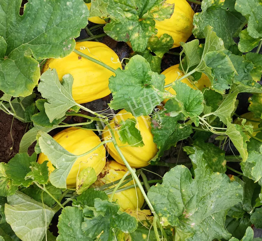 婁底瓜農純賺50萬，我這個“張大膽”榮光了一把