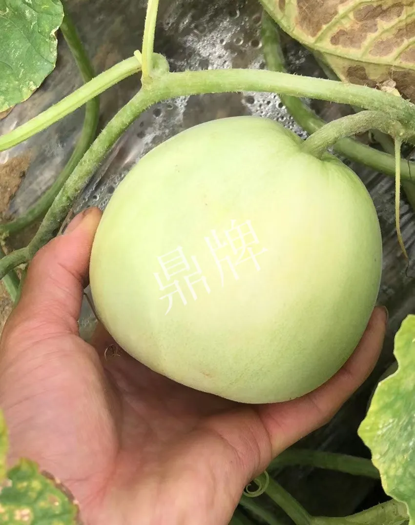 郴州農戶種植新品種,果實又香又甜,很好賣