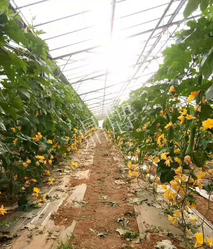 鎮(zhèn)江的何青萍,在法國種植“優(yōu)比1號(hào)”每公斤24元