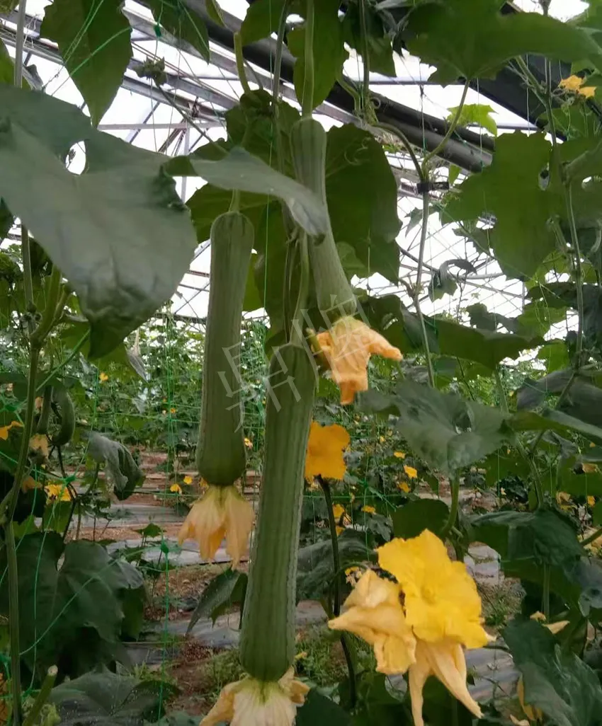 鎮(zhèn)江的何青萍,在法國種植“優(yōu)比1號(hào)”每公斤24元