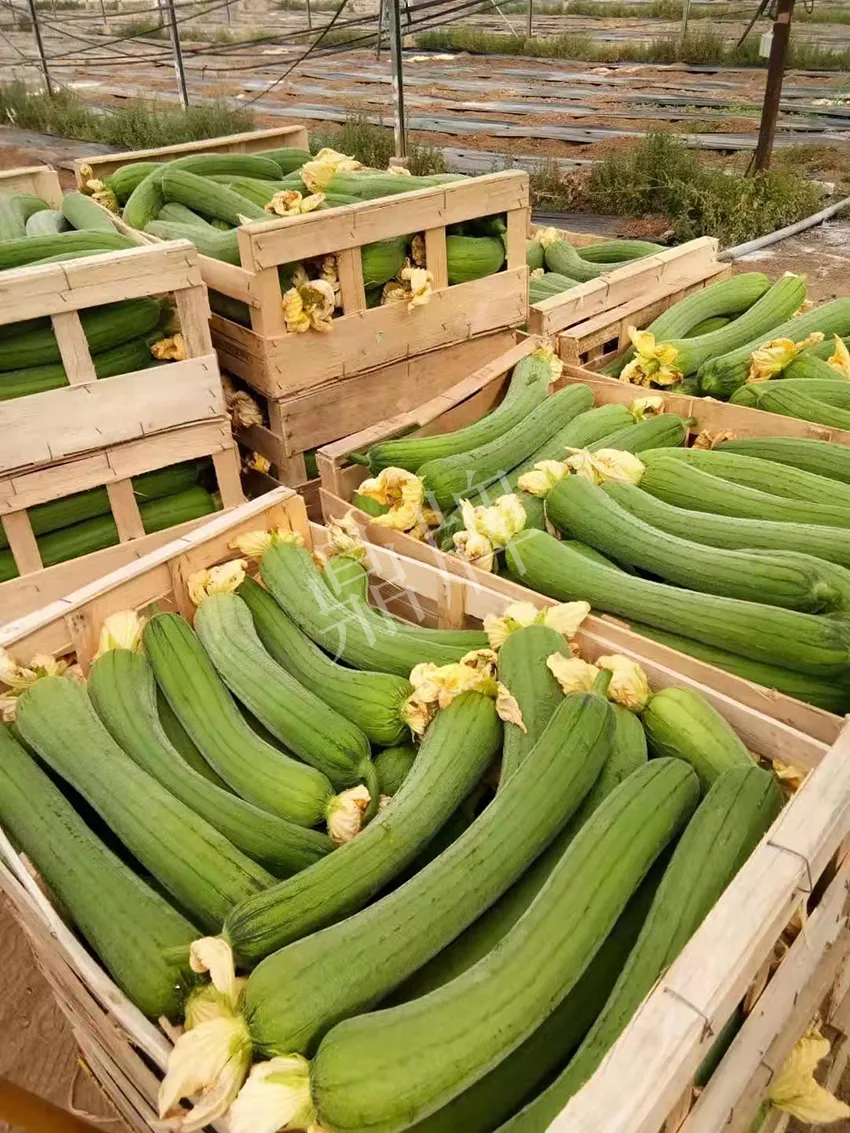 鎮(zhèn)江的何青萍,在法國種植“優(yōu)比1號(hào)”每公斤24元