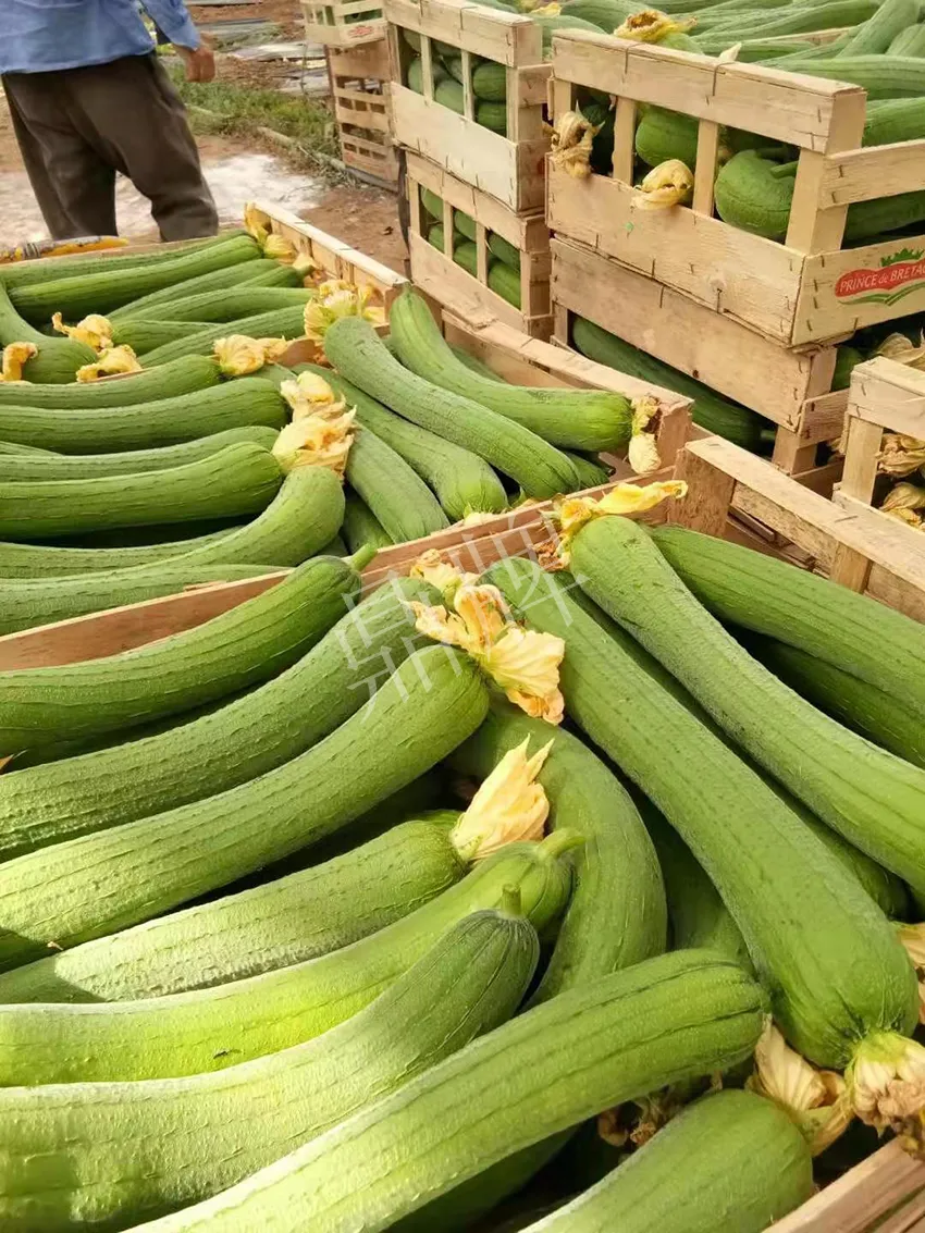 鎮(zhèn)江的何青萍,在法國種植“優(yōu)比1號(hào)”每公斤24元