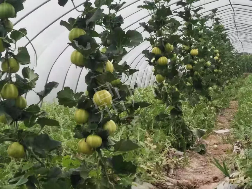 一株坐果15個，6元1斤，好賣得很