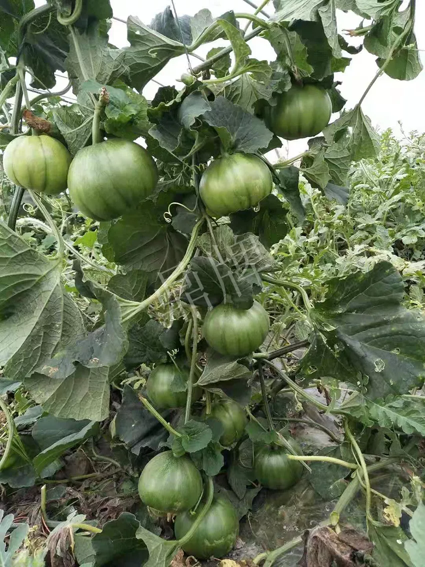 一株坐果15個，6元1斤，好賣得很