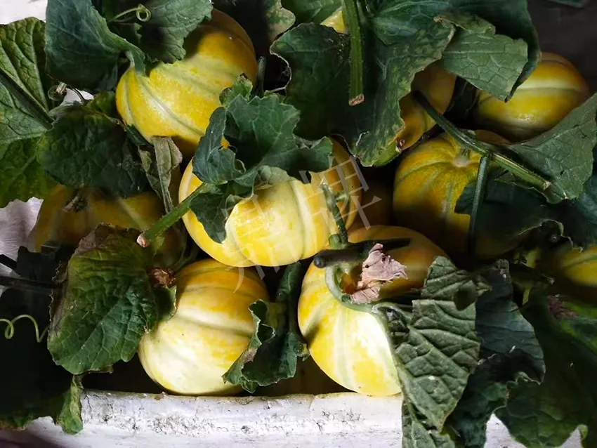 一株坐果15個，6元1斤，好賣得很