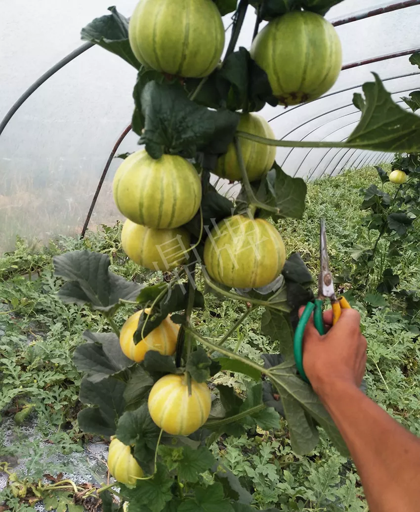 一株坐果15個，6元1斤，好賣得很