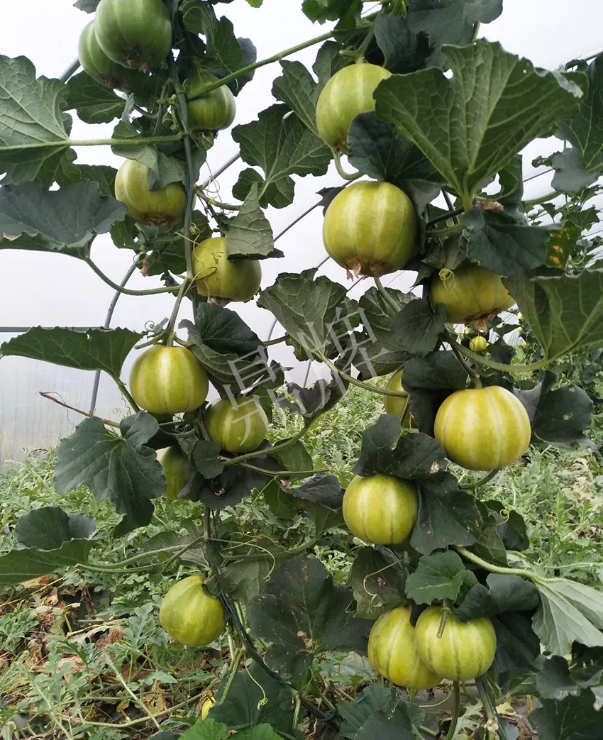 一株坐果15個，6元1斤，好賣得很