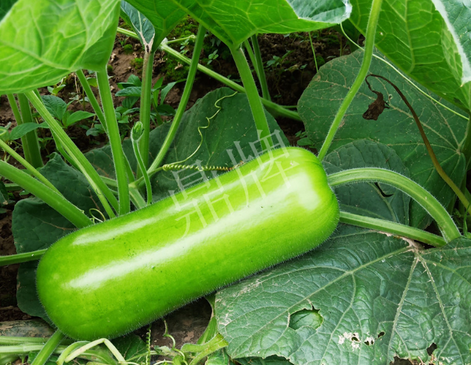 蔬菜種子種植戶客戶點(diǎn)評(píng)-牛逼！我露地栽培的瓠瓜，比別人大棚的還早上市！