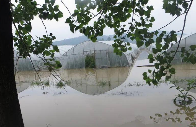 蔬菜種子種植戶客戶點(diǎn)評(píng)-可惜了！我的甜瓜被水淹了，還有救嗎？