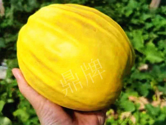 蔬菜種子種植戶客戶點評-我的甜瓜賣20元1市斤，與大家分享…