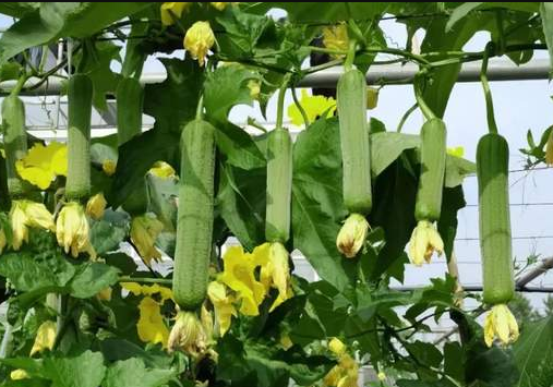 蔬菜種子種植戶客戶點評-每畝收入2萬元！這個絲瓜品種大受歡迎！