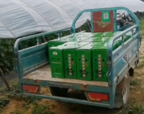 蔬菜種子種植戶客戶點評-很暢銷！團購6元一斤，這瓜夠香、夠甜、夠得勁兒！