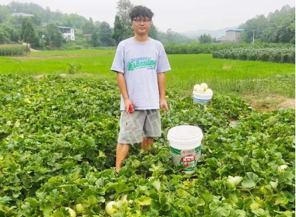 蔬菜種子種植戶客戶點評-甜瓜新品上市，每個賣9元，很暢銷！