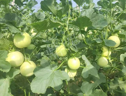 蔬菜種子種植戶客戶點評-種植這個新品種，我感到非常滿意！