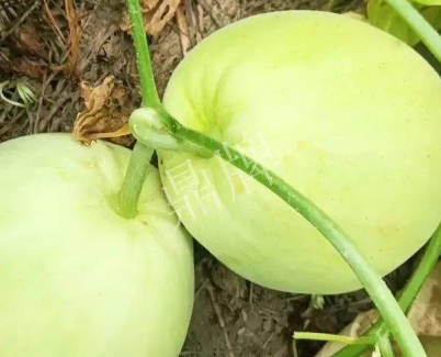 蔬菜種子種植戶客戶點評-我終于找到滿意的甜瓜品種了！