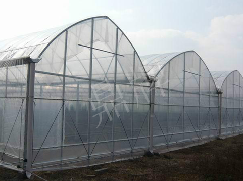 蔬菜種子種植戶客戶點評-鼎牌瓠瓜上市早，地頭批發價達到8元/斤，種植基地王老板告訴您！