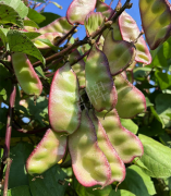 蔬菜種子種植戶客戶點(diǎn)評-價(jià)格好得讓種植者笑咪咪的，這個神奇的品種在霜降后還是串串結(jié)莢！