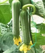 蔬菜種子種植戶客戶點(diǎn)評-這瓜，太美了！太美了！但我這個老菜農(nóng)……唉！