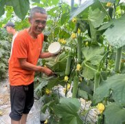 蔬菜種子種植戶客戶點(diǎn)評-干農(nóng)業(yè)，有喜悅嗎？有的，請看！